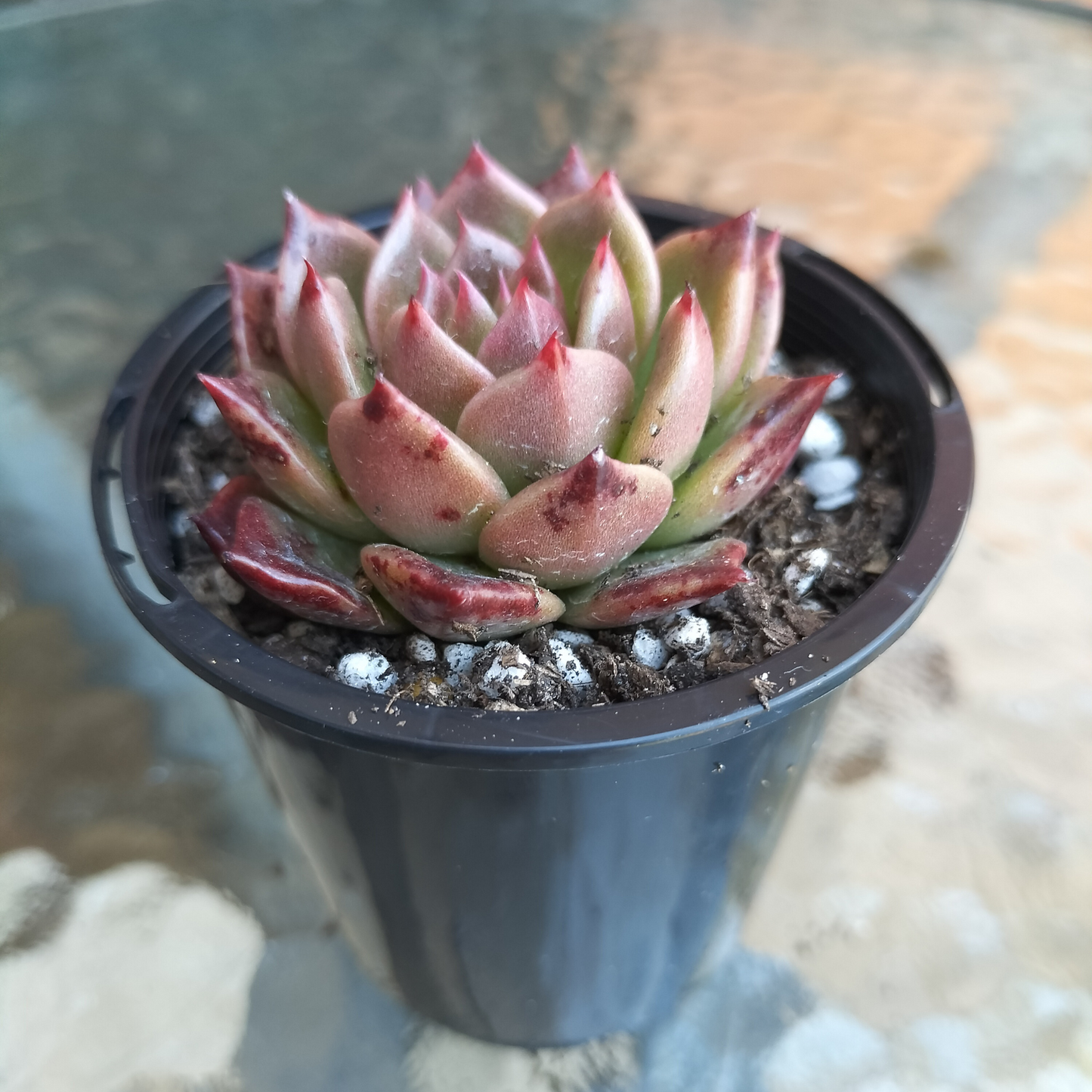 Echeveria agavoides 'Miranda'