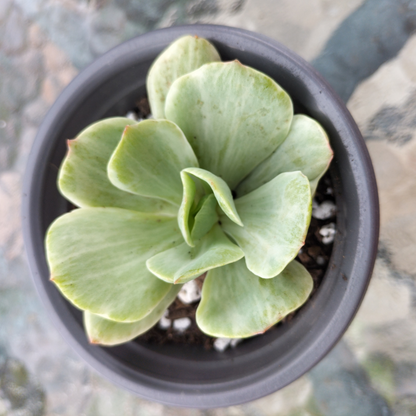 Echeveria 'Mocha' Variegated