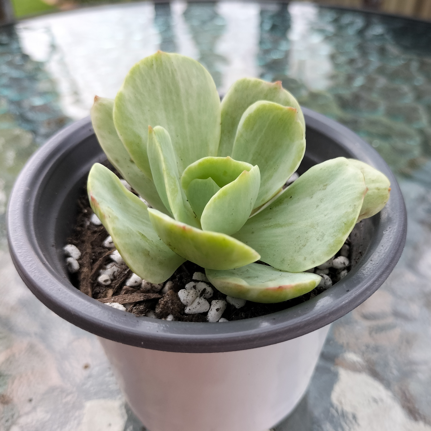 Echeveria 'Mocha' Variegated