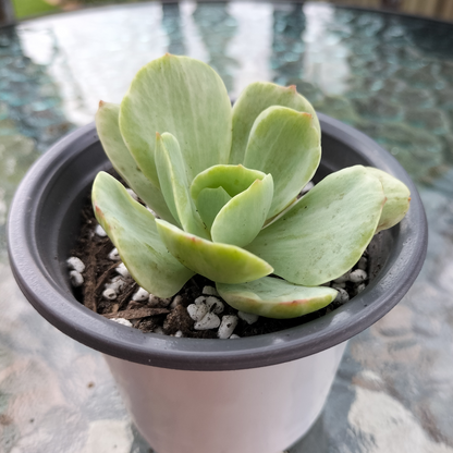 Echeveria 'Mocha' Variegated
