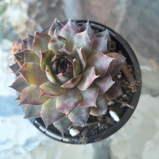 Sempervivum 'Moi'