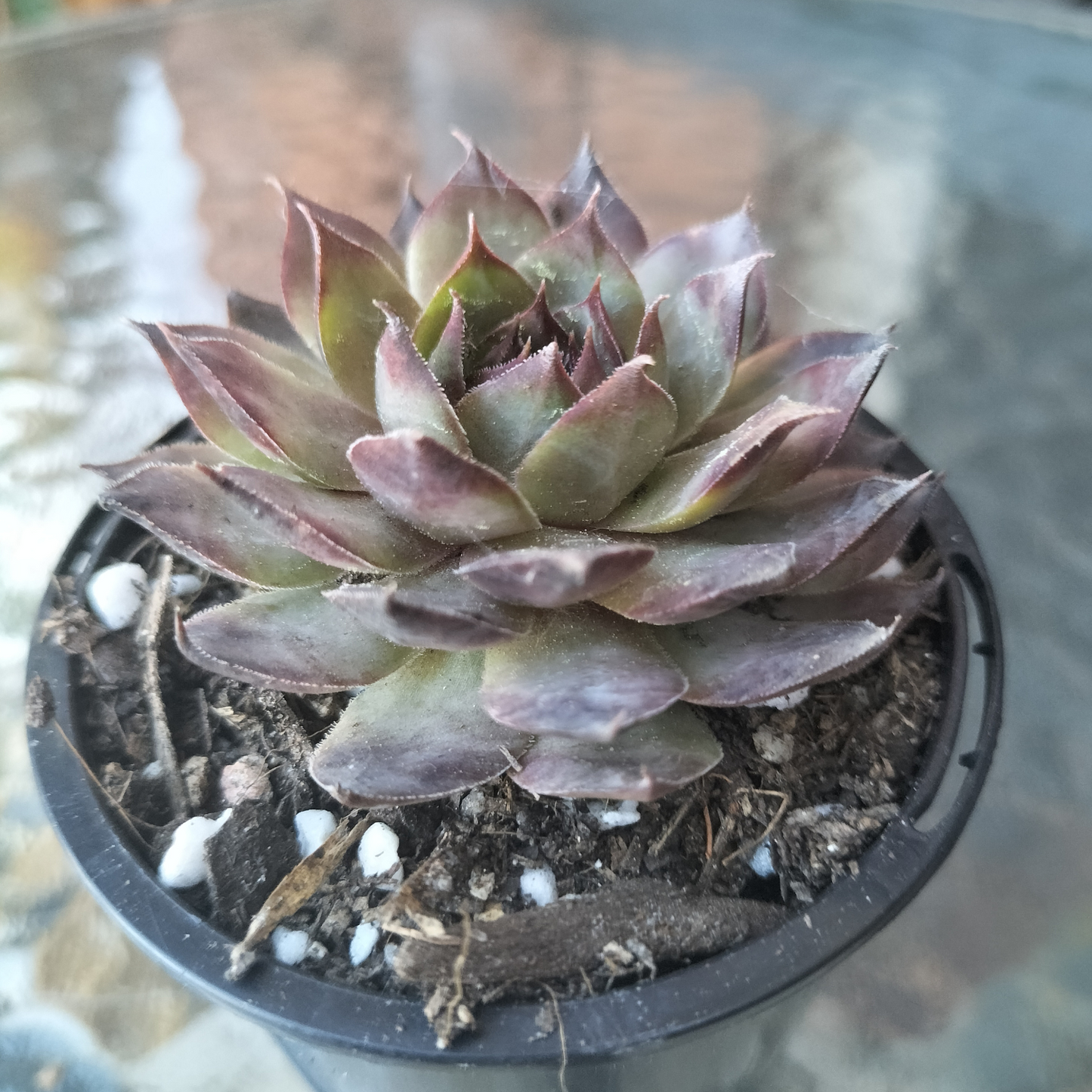 Sempervivum 'Moi'