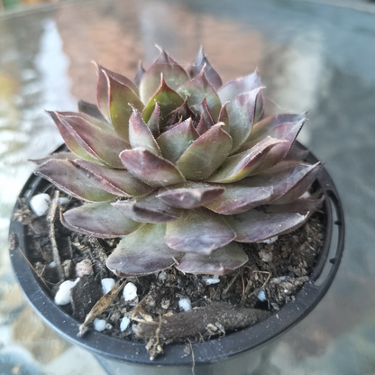 Sempervivum 'Moi'