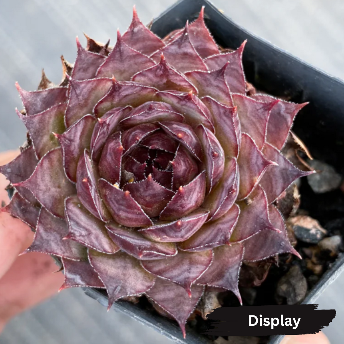 Sempervivum 'Moi'