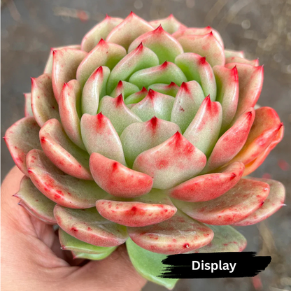 Echeveria 'Monroe Chanel' (Korean form)