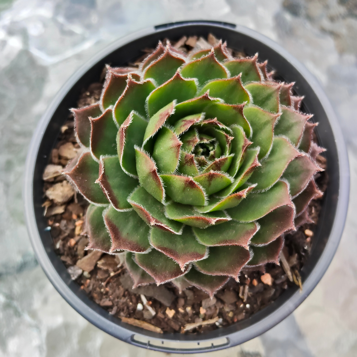 Sempervivum 'More Honey'