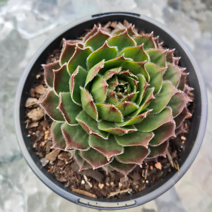 Sempervivum 'More Honey'