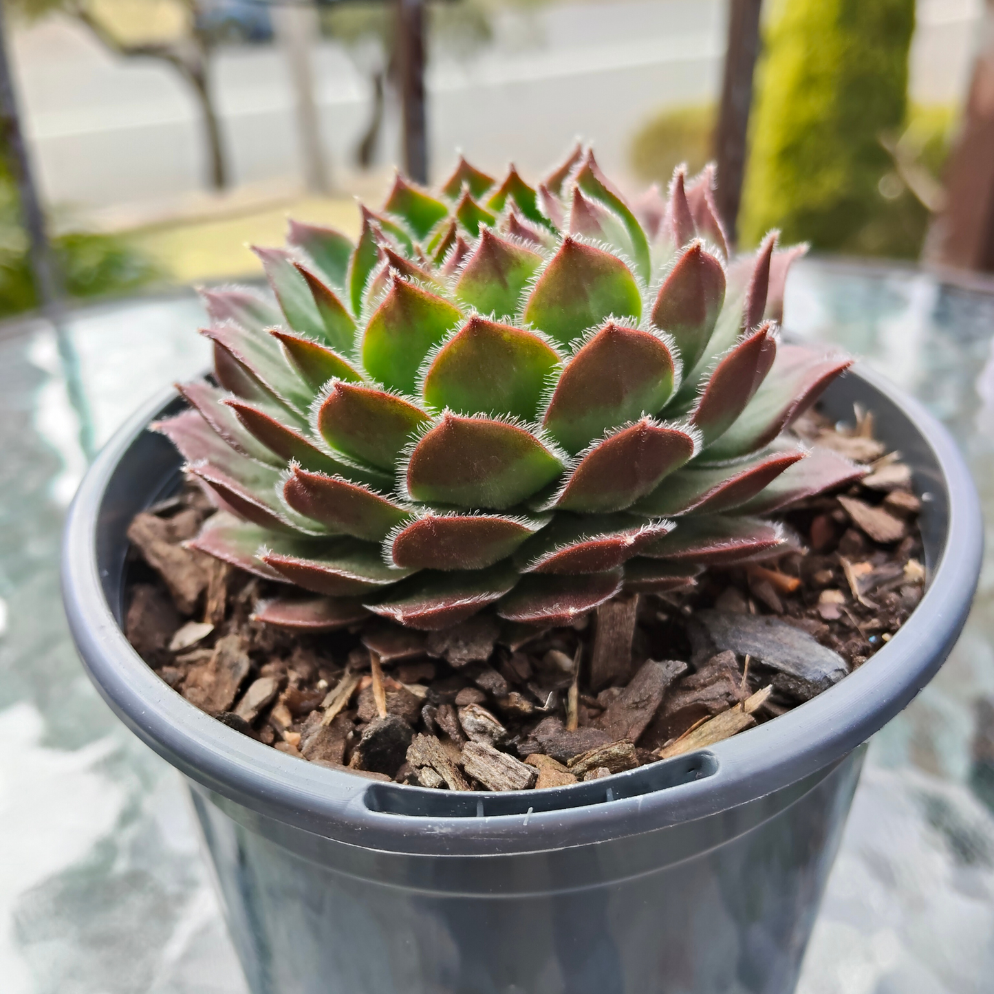 Sempervivum 'More Honey'