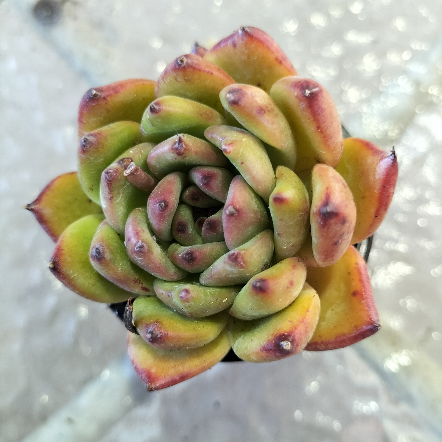 Echeveria agavoides 'Morgan'