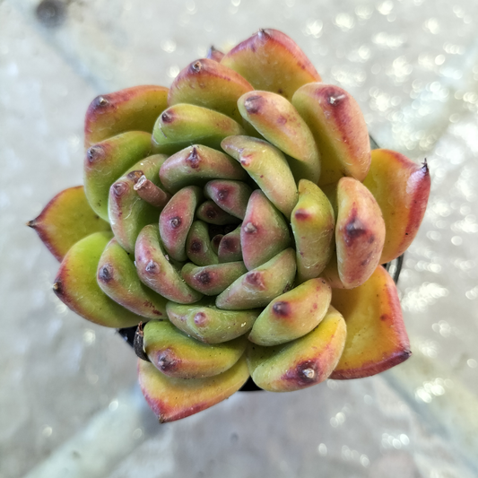 Echeveria agavoides 'Morgan'