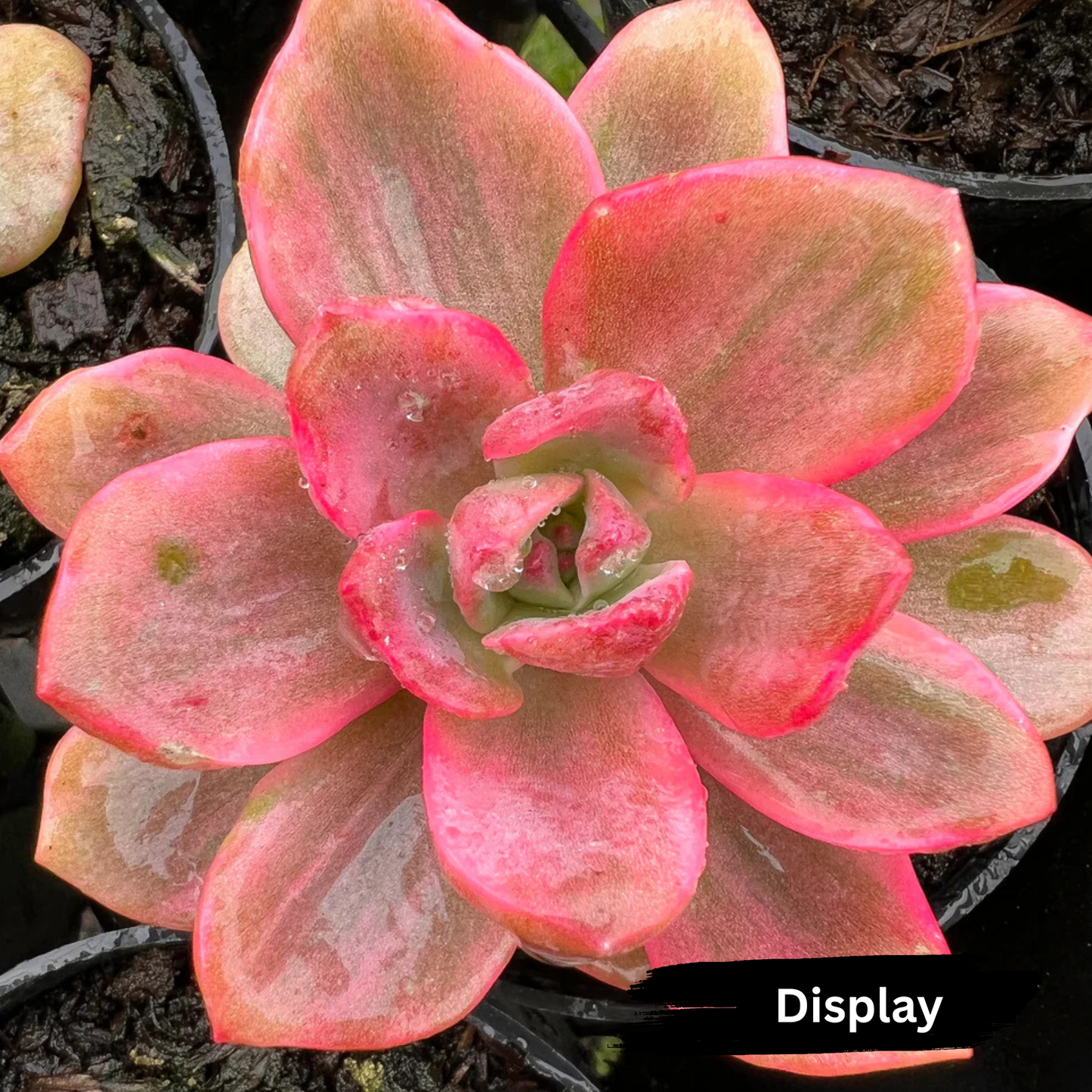Graptoveria 'Mrs Richards' Variegated