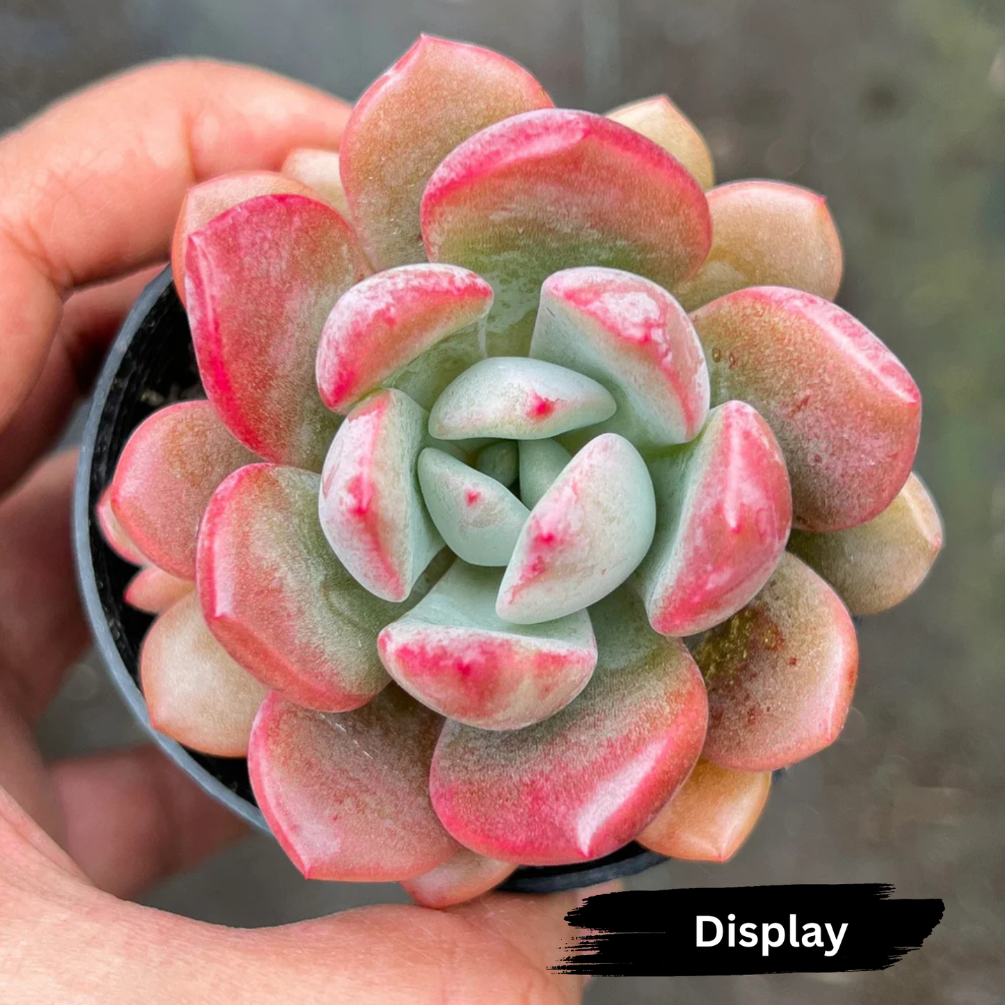 Echeveria 'Mulan'