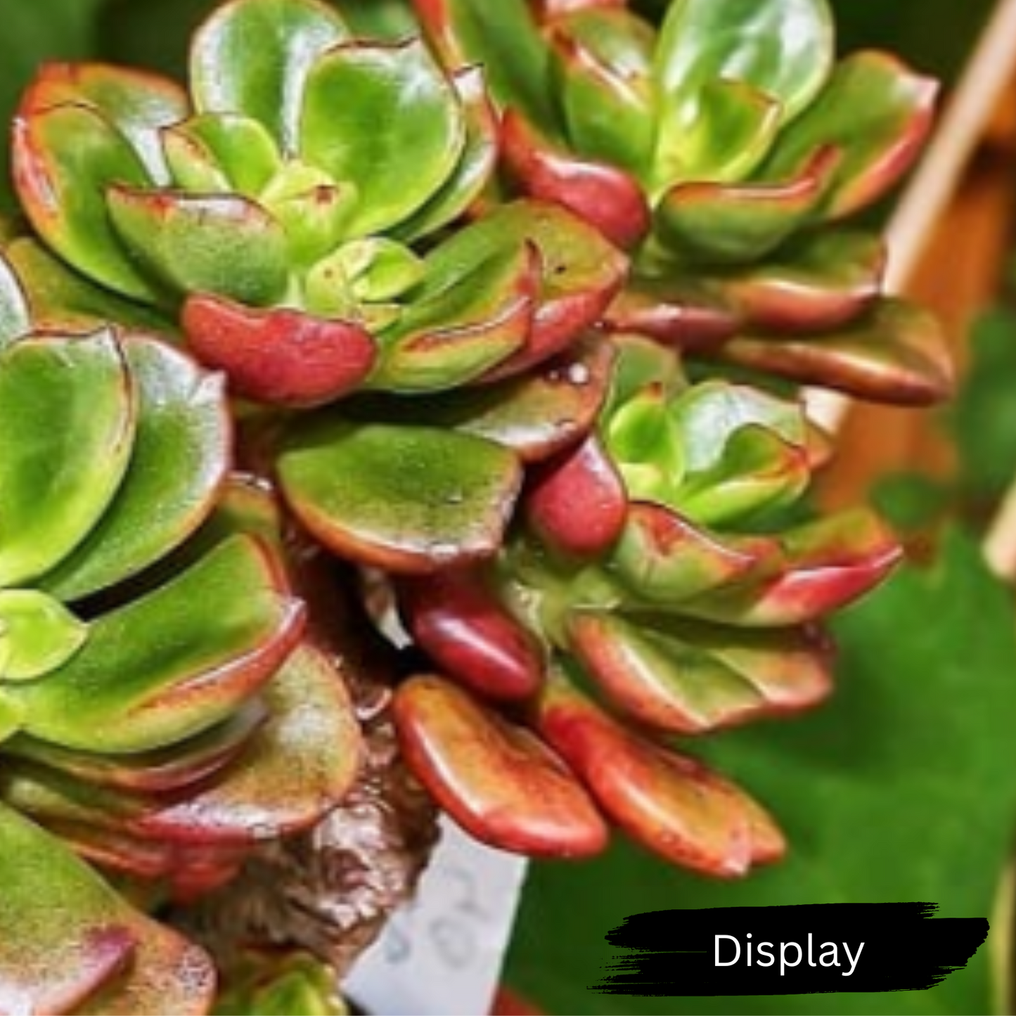 Echeveria 'Maulticaulis' (Copper Rose)