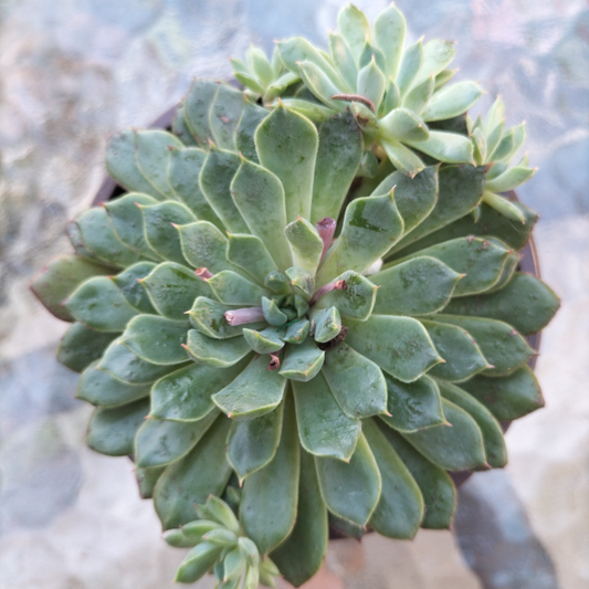 Echeveria 'Mystery Madam'
