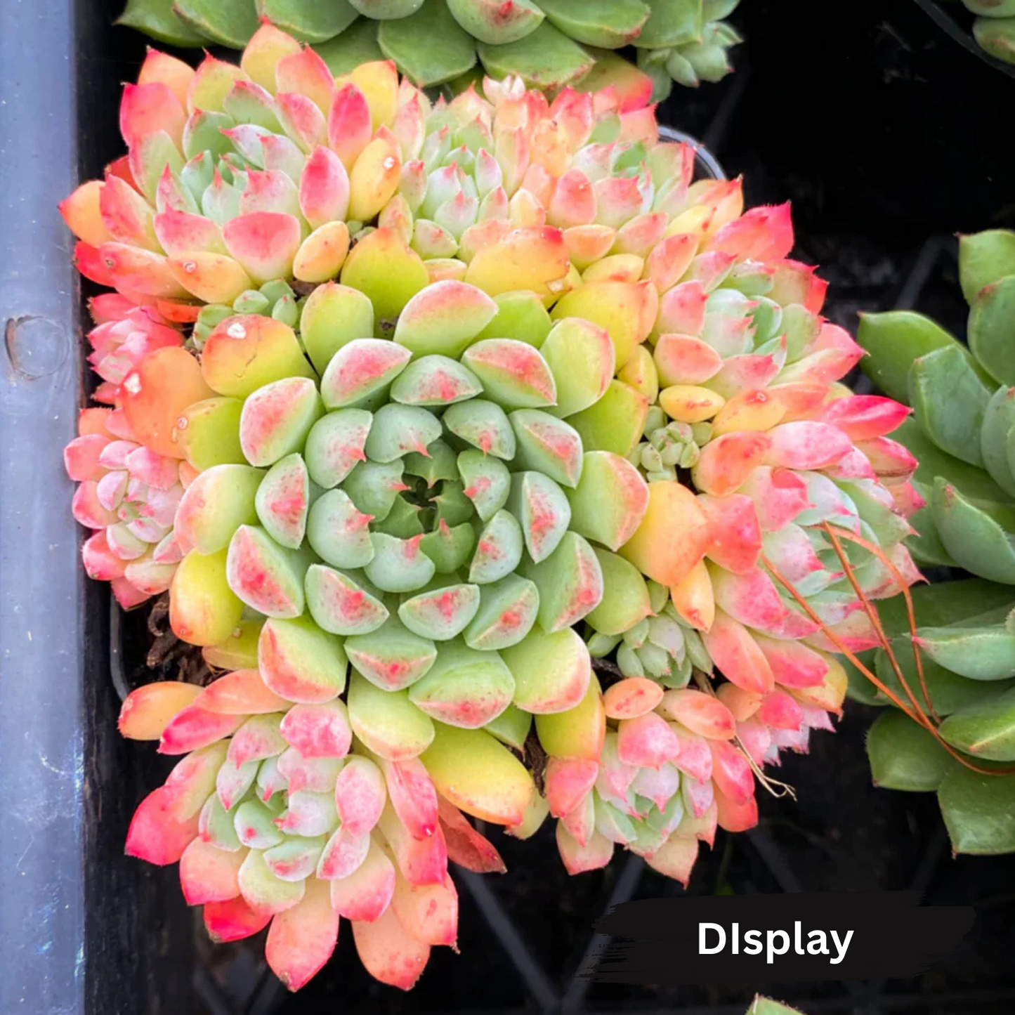 Echeveria 'Mystery Madam'
