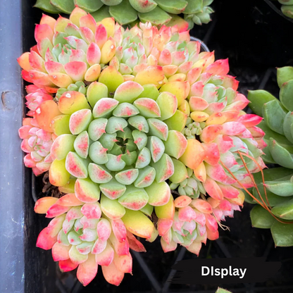 Echeveria 'Mystery Madam'