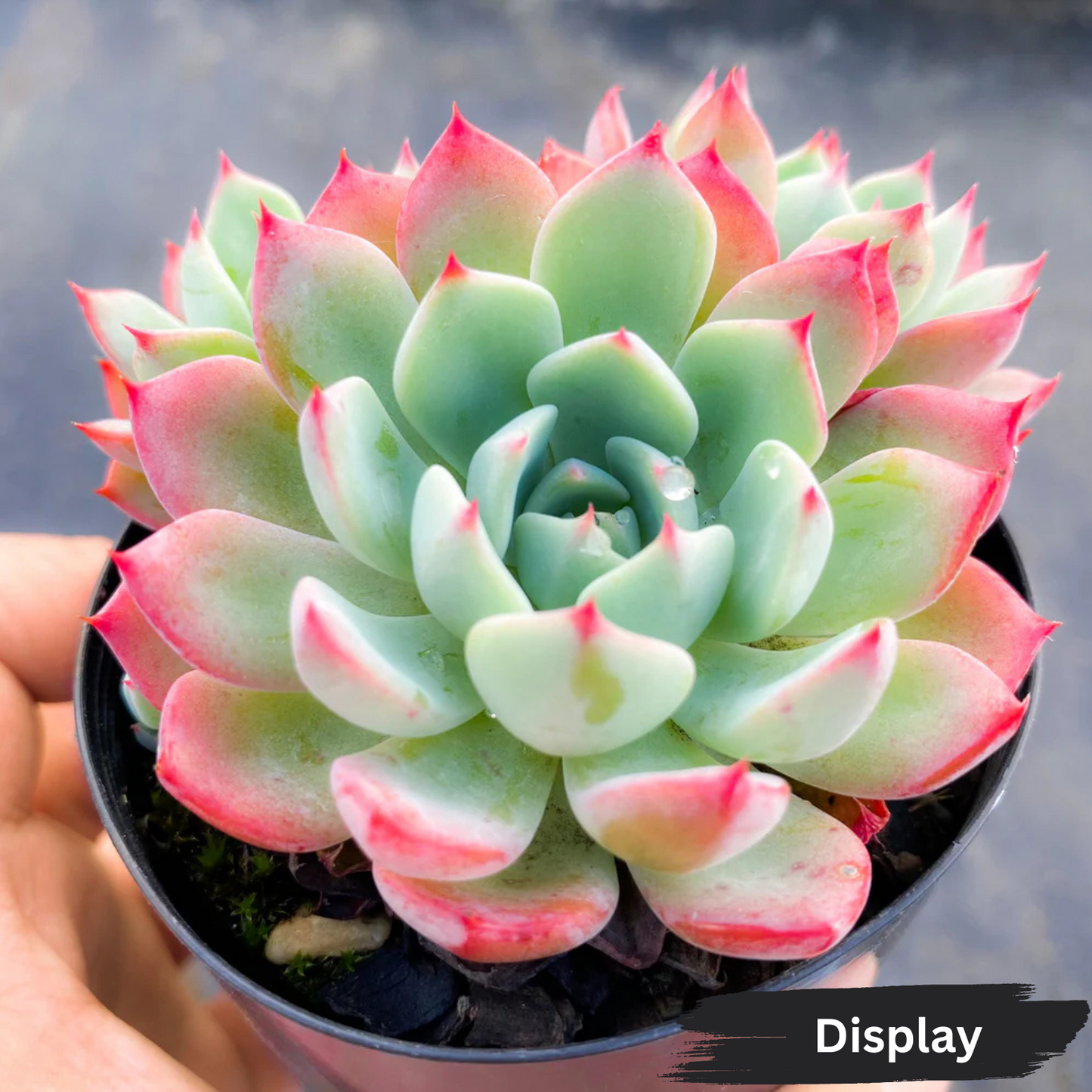 Echeveria 'Nanahukumini'