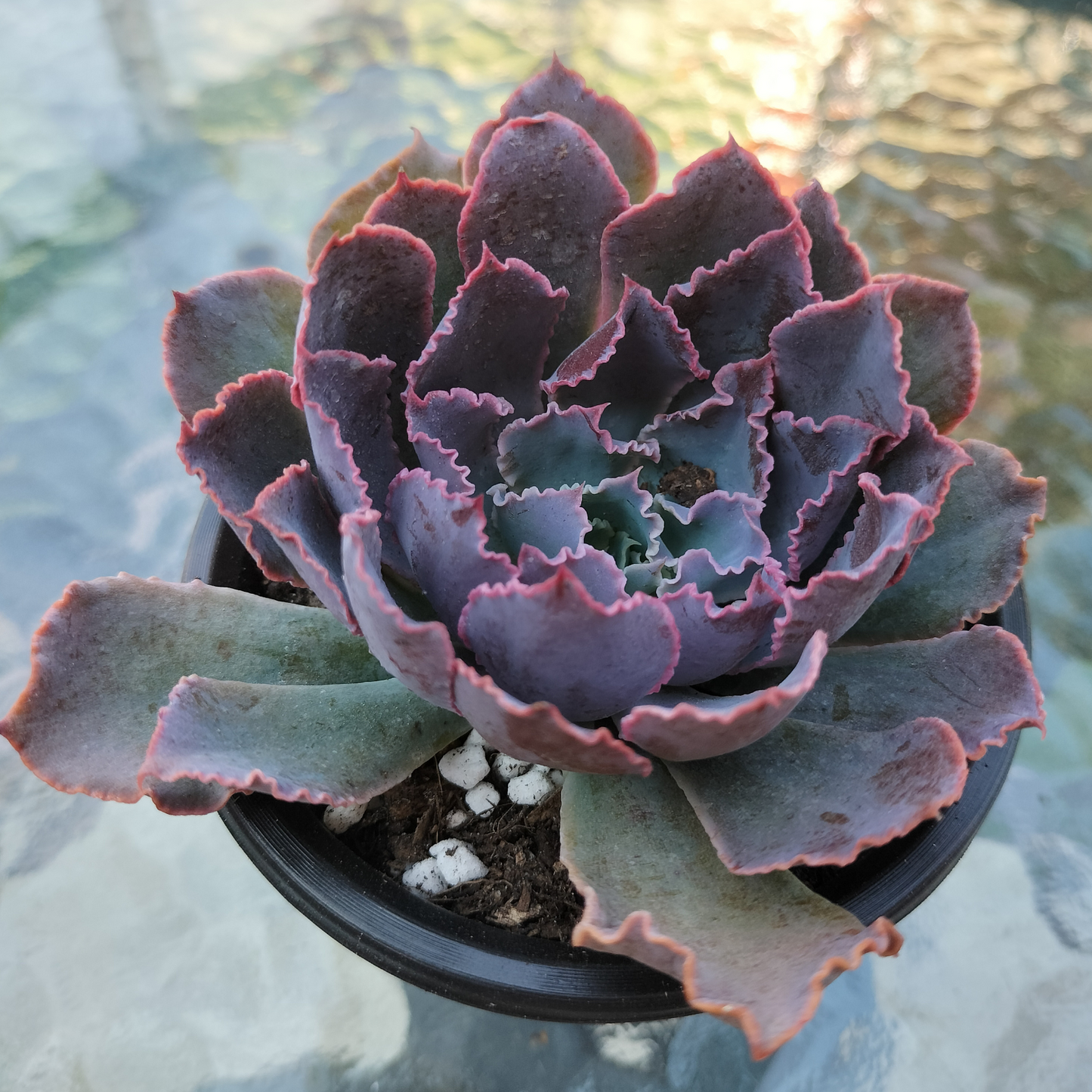 Echeveria 'Neon Breakers'