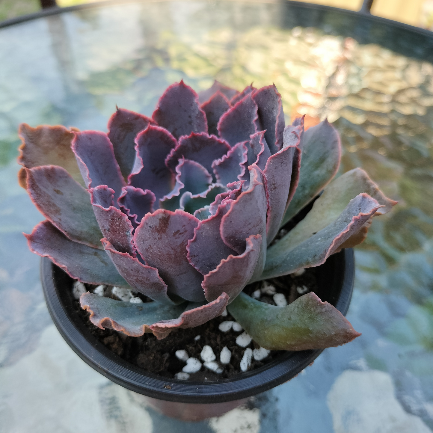 Echeveria 'Neon Breakers'