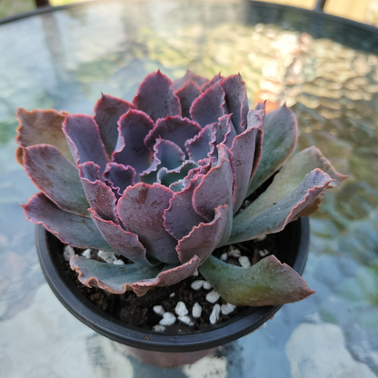 Echeveria 'Neon Breakers'