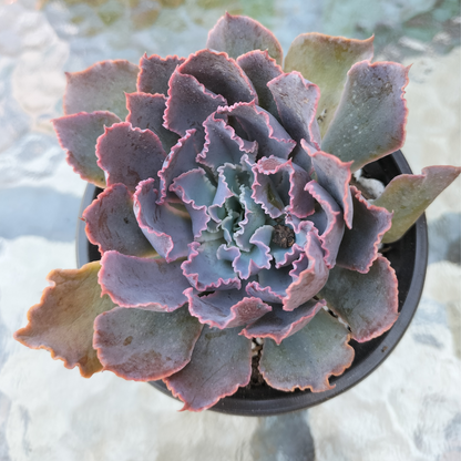 Echeveria 'Neon Breakers'