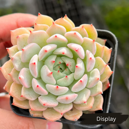 Echeveria 'Nobaranosei' (Echeveria 'Alienor')
