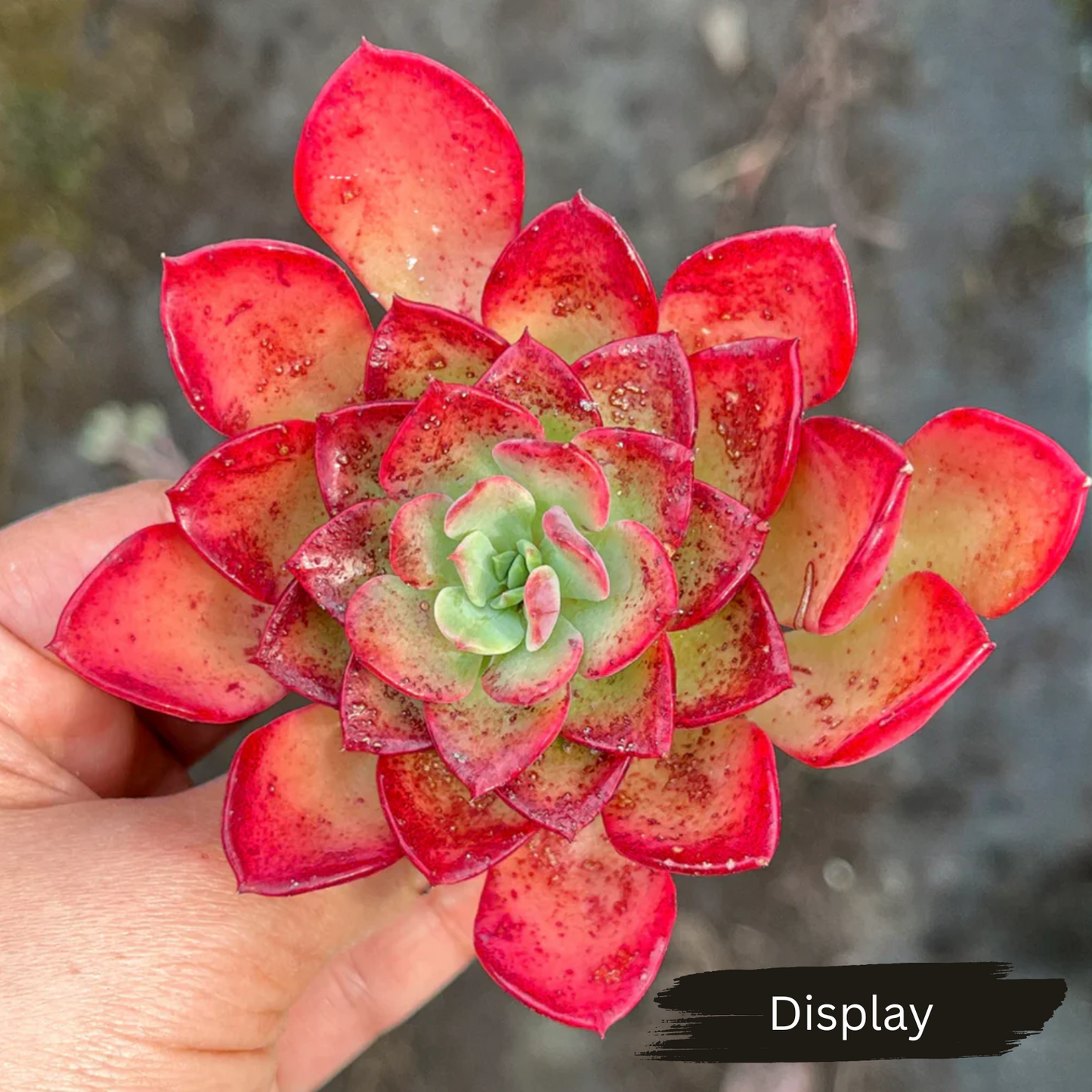 Echeveria 'Noble Red'