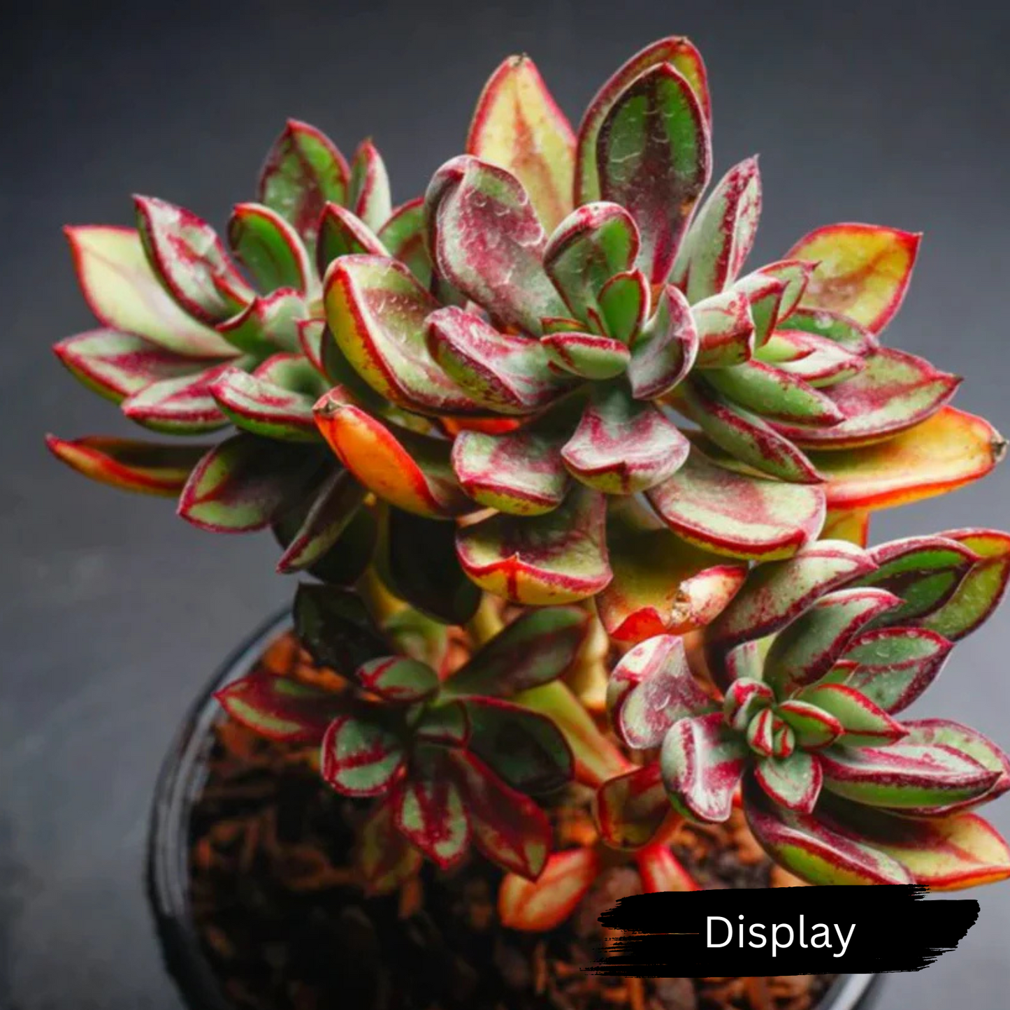 Echeveria nodulosa 'Painted Echeveria'