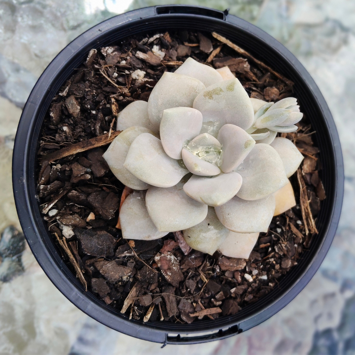 Echeveria 'Norma'