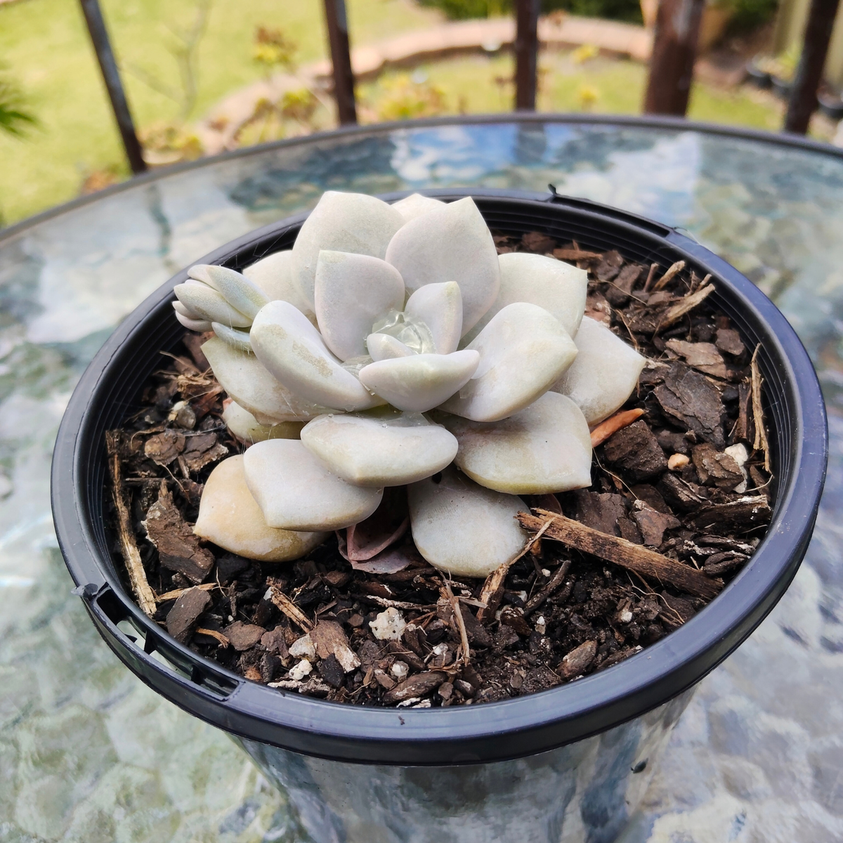 Echeveria 'Norma'
