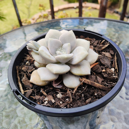 Echeveria 'Norma'