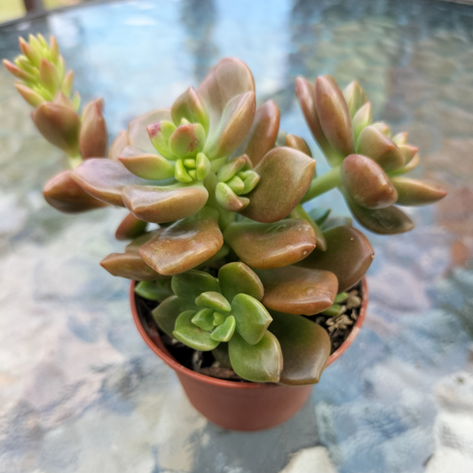 Graptosedum 'Nova' (small)