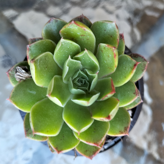Echeveria 'obsidian'