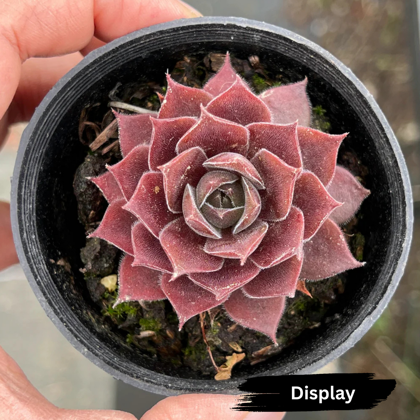 Sempervivum 'Ohio Burgundy'