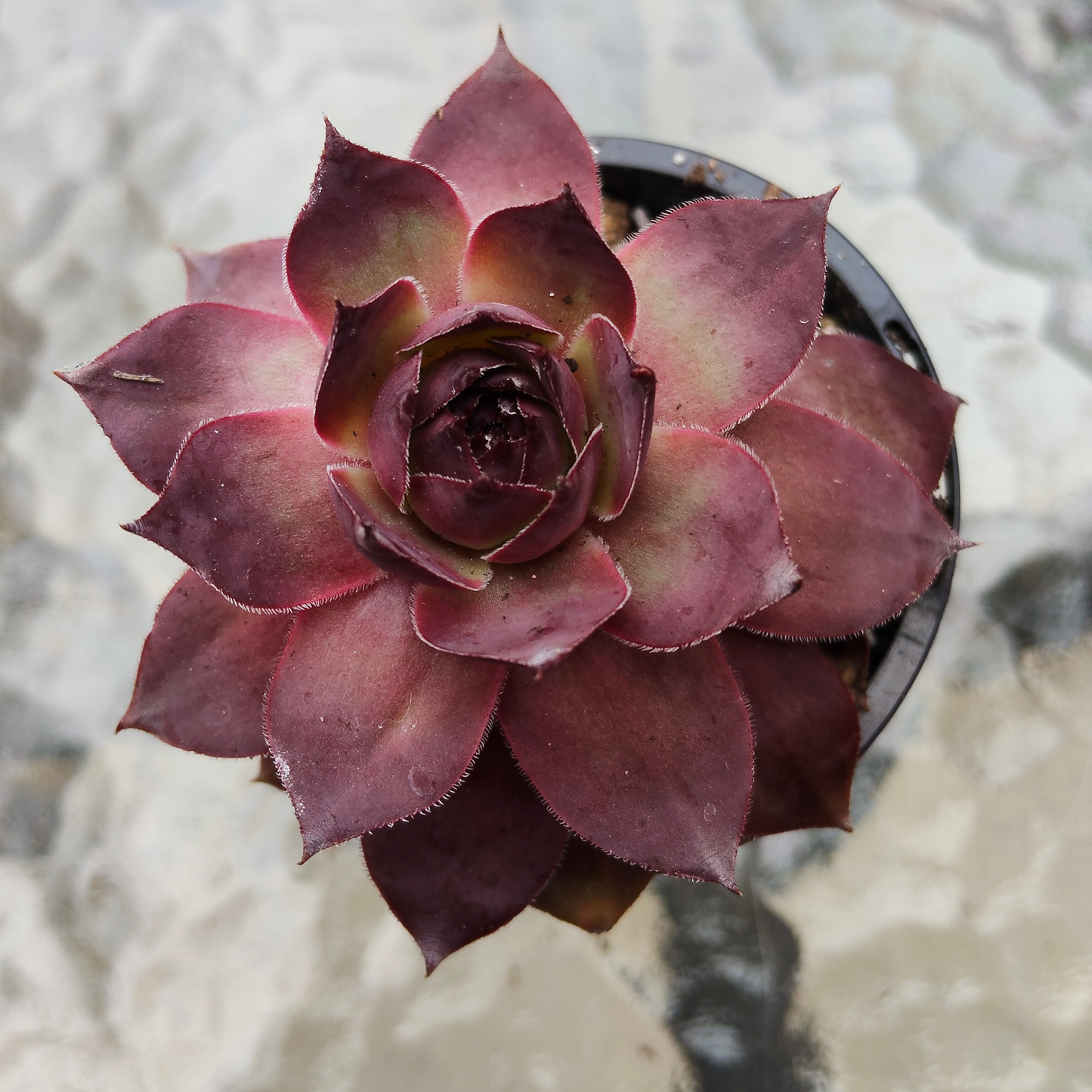 Sempervivum 'Onyx'