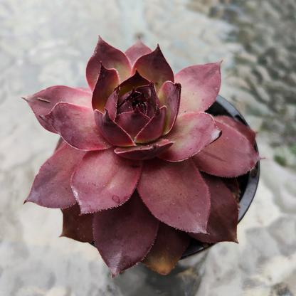 Sempervivum 'Onyx'