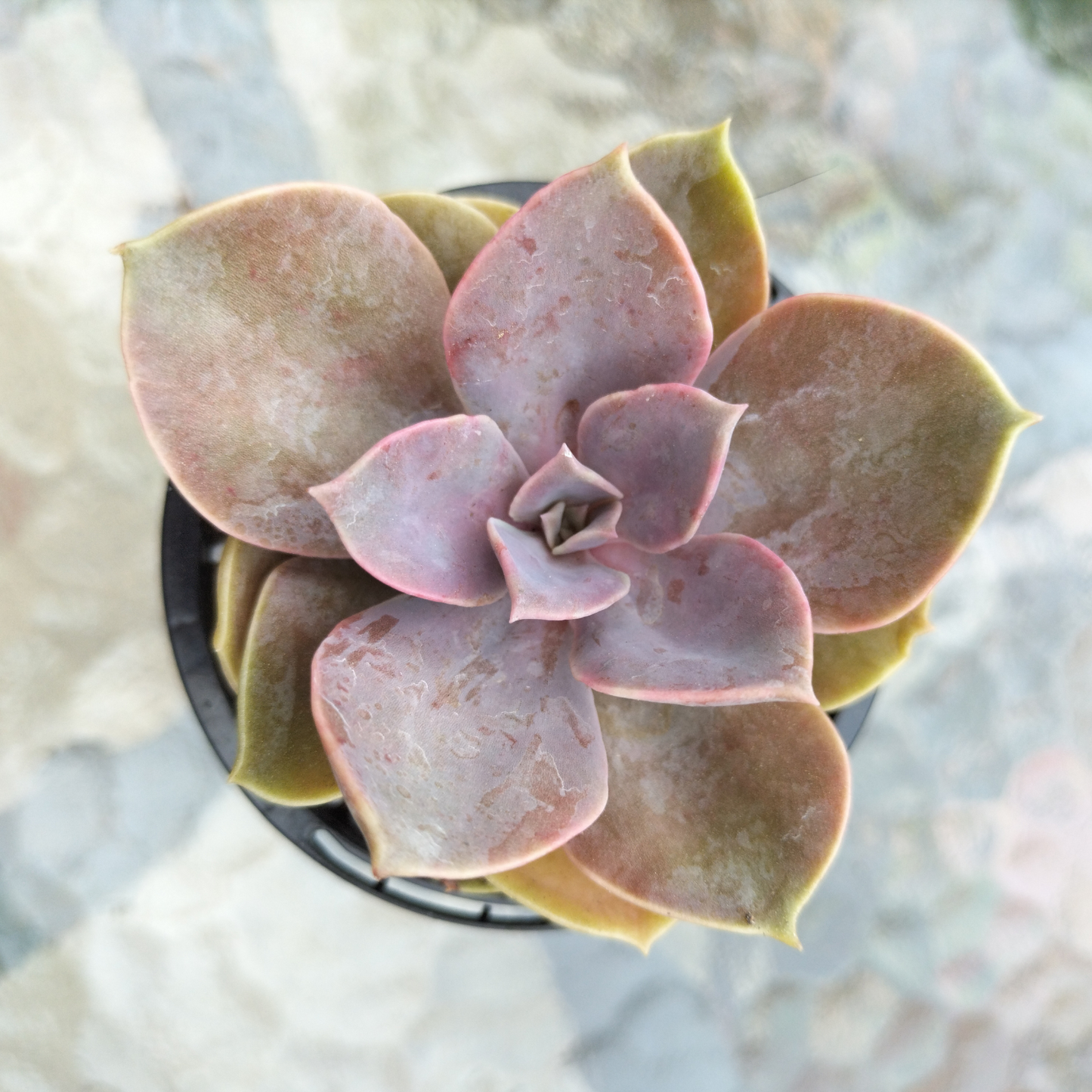 Echeveria 'Perle Von Nurnberg'