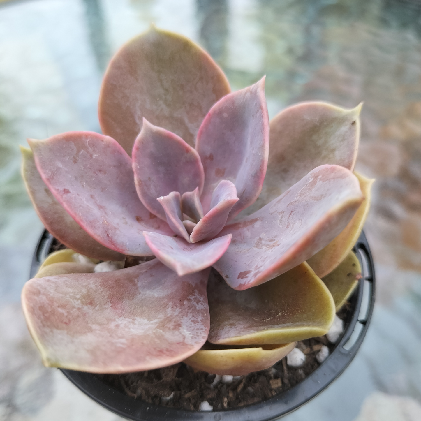 Echeveria 'Perle Von Nurnberg'