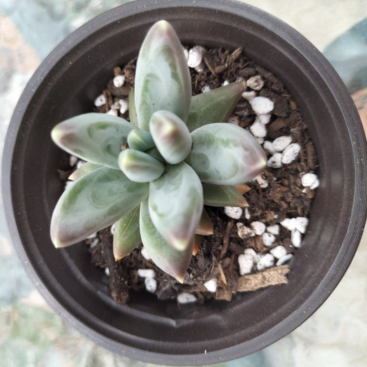 Pachyphytum 'Compactum'