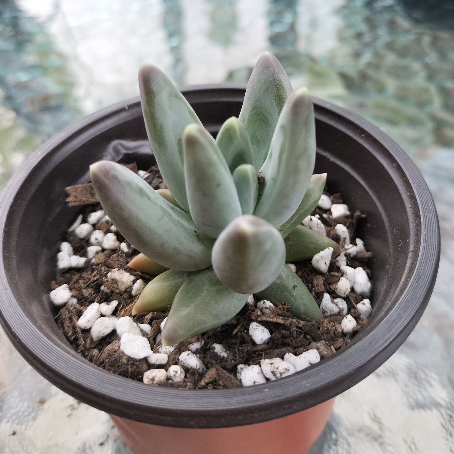 Pachyphytum 'Compactum'