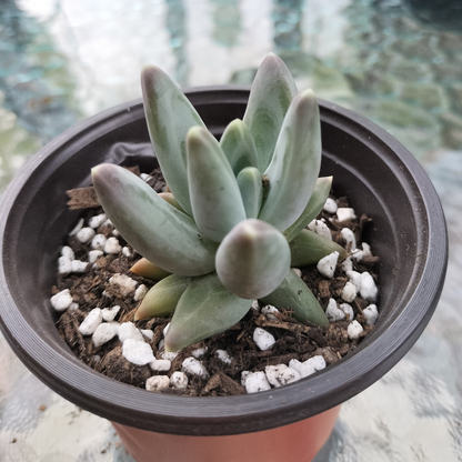 Pachyphytum 'Compactum'