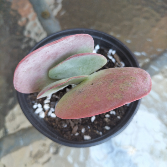 Kalanchoe luciae (Paddle plant/Flap jacks)