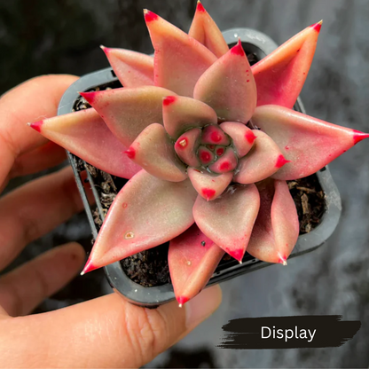 Echeveria Palpitation - Mr. Haganes