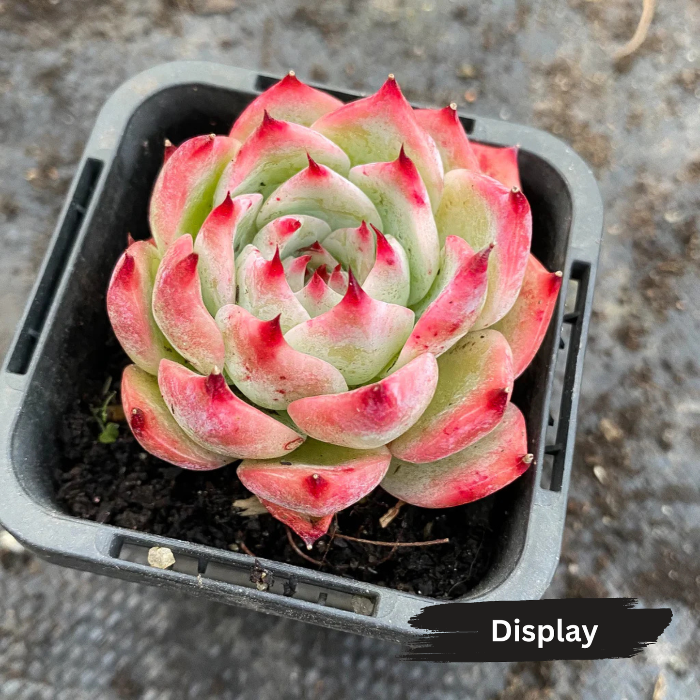 Echeveria Momotaro 'Peach Boy'