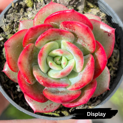 Echeveria 'Petrelia'