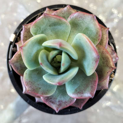 Echeveria 'Petrelia'