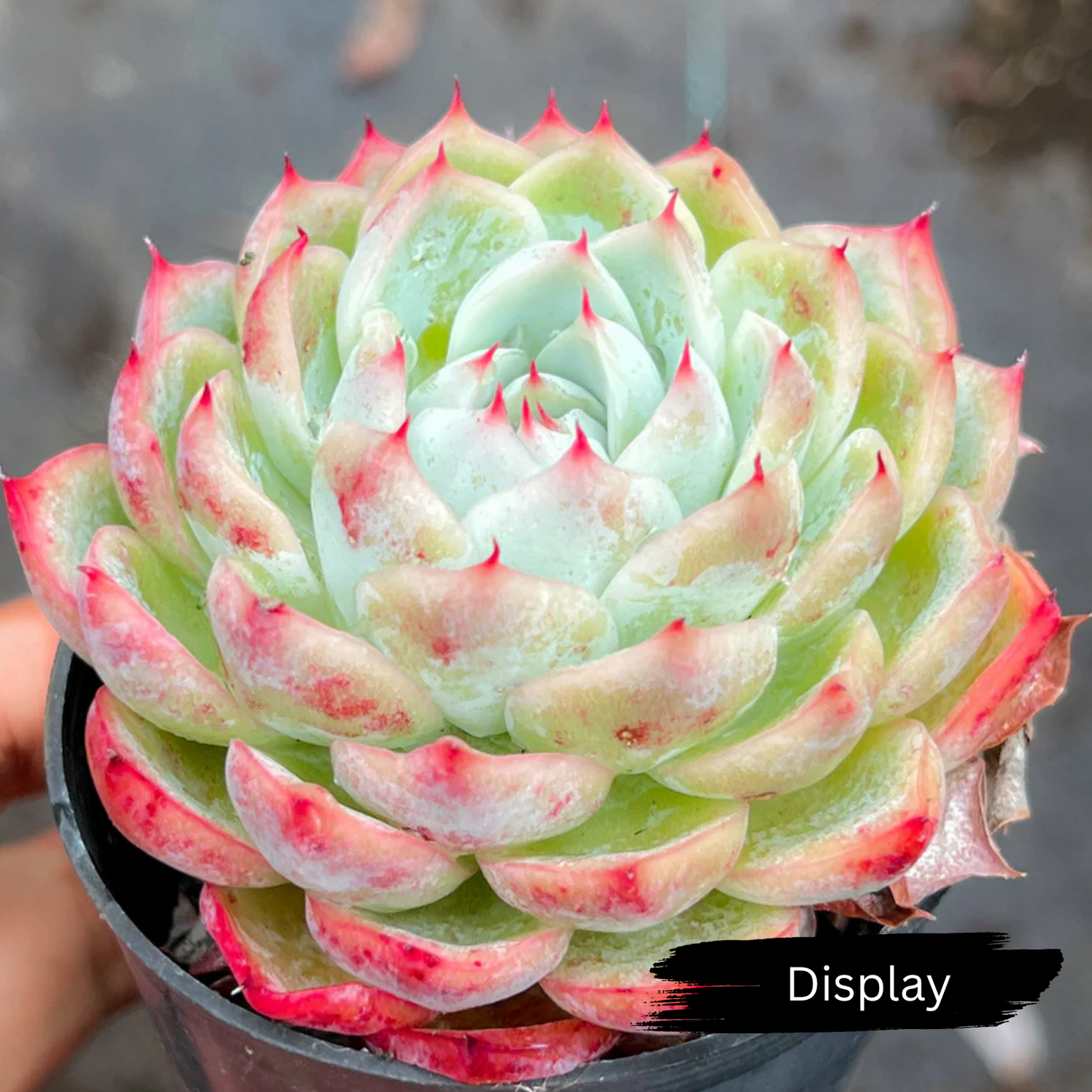Echeveria 'Pink Crystal'