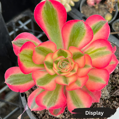 Aeonium 'Pink Witch' (7cm)
