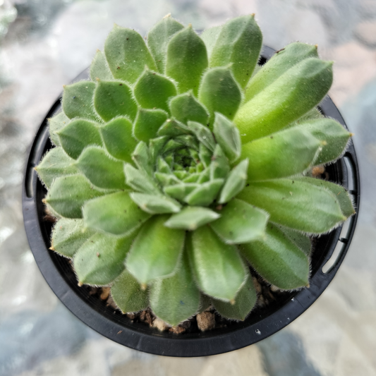 Sempervivum 'Pink Puff'