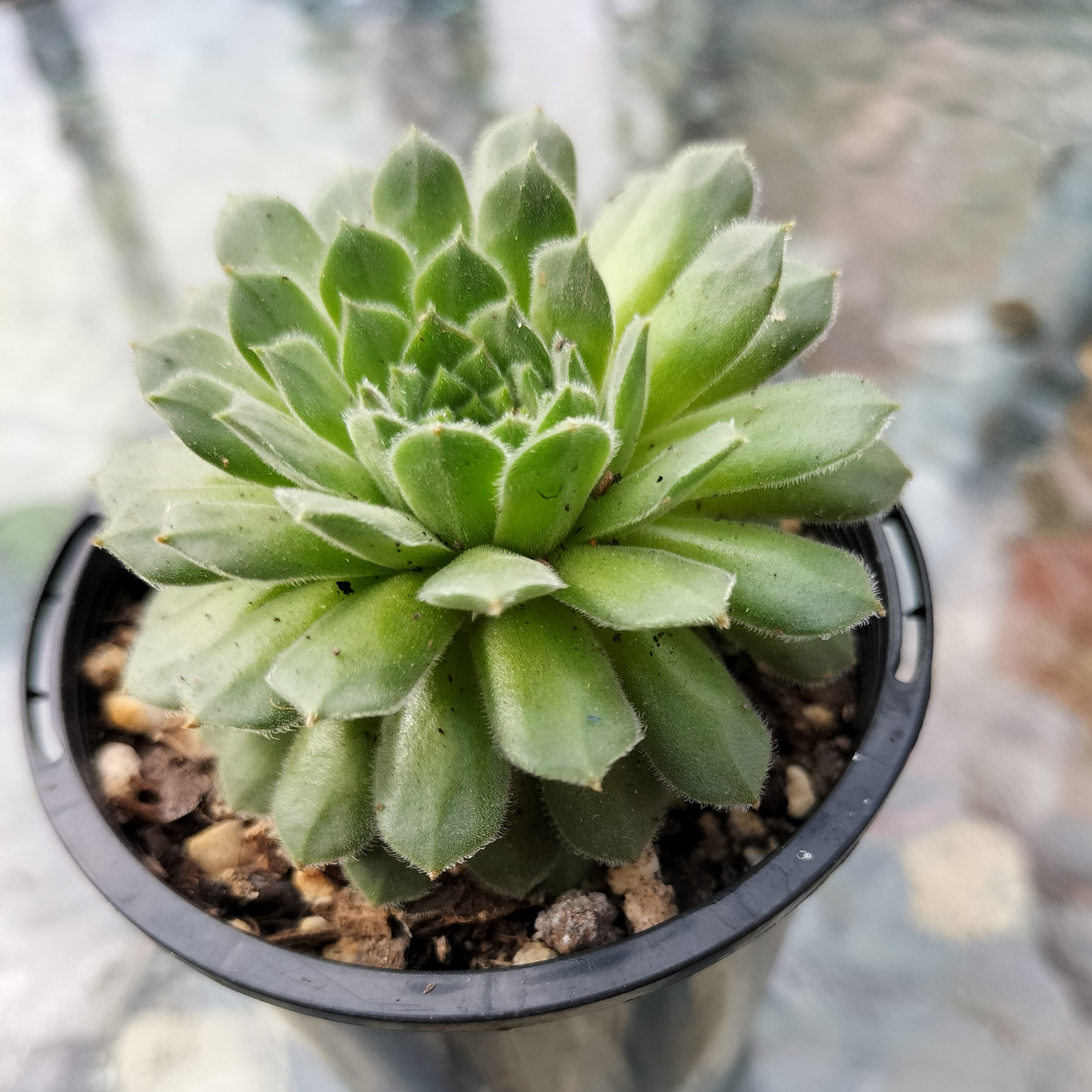 Sempervivum 'Pink Puff'